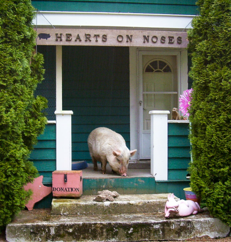 Hearts on Noses front door with a pig quietly sniffing the steps